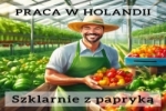 Praca Przy Papryce Na Sortowni I ściance - 15,47 Euro/h ! - Holandia