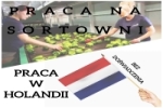 Sortowanie Owoców/warzyw Na Hali W Venlo - Holandia